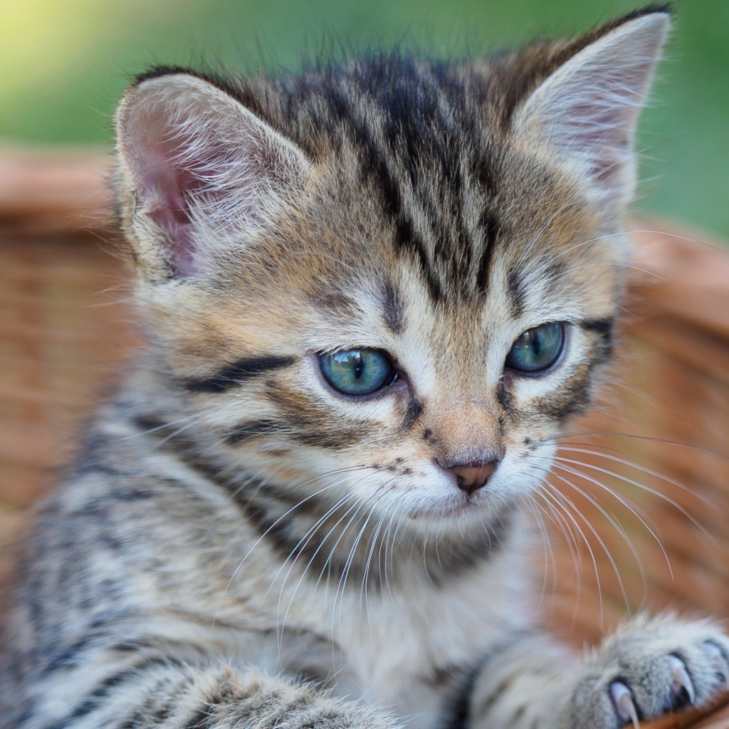 Серый голубоглазый котенок сидит в корзине