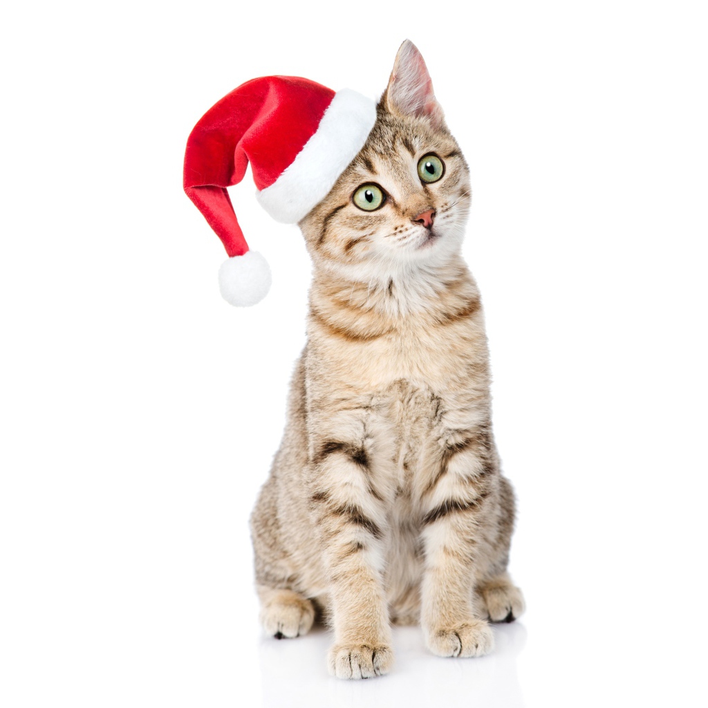 Серый кот в колпаке Санта Клауса на белом фоне