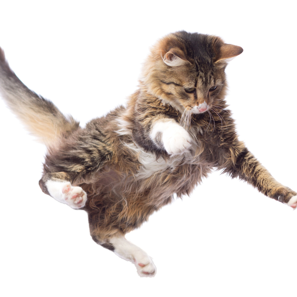 Прыжок серого кота на белом фоне