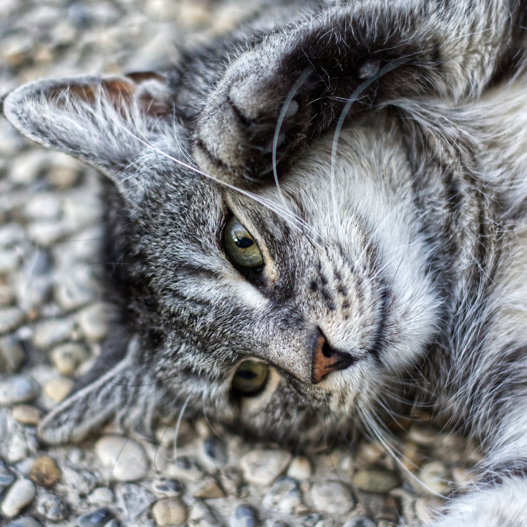 Серый кот лежит на асфальте лапами вверх