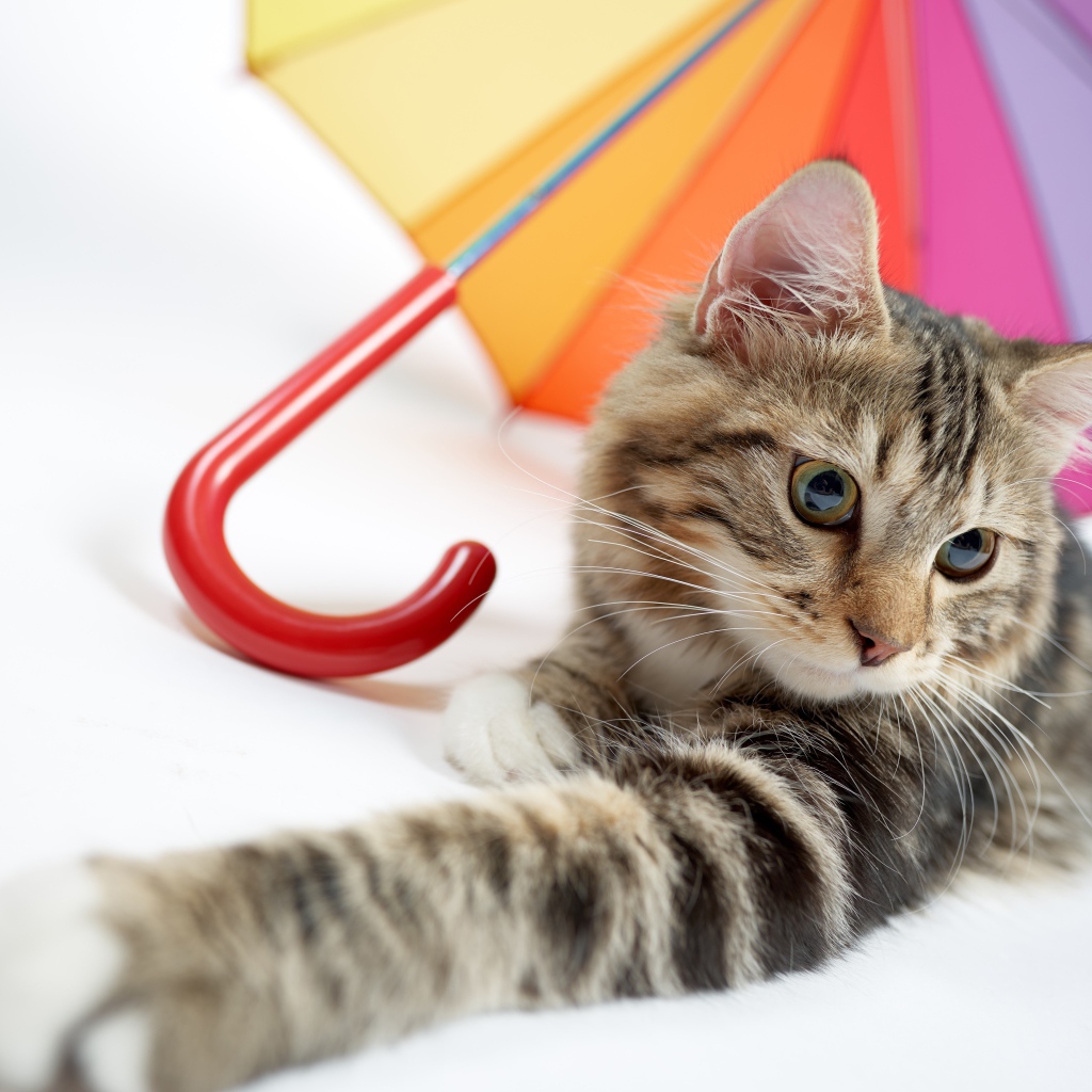 Серый кот лежит под разноцветным зонтом