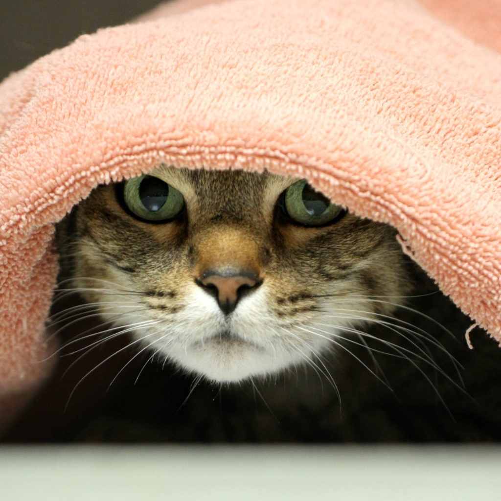 Серый кот лежит под розовым полотенцем