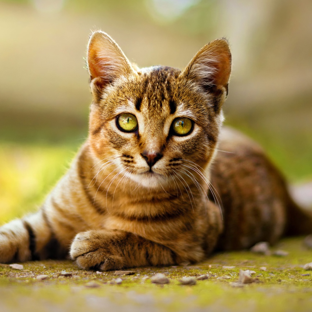 Серый кот лежит на земле