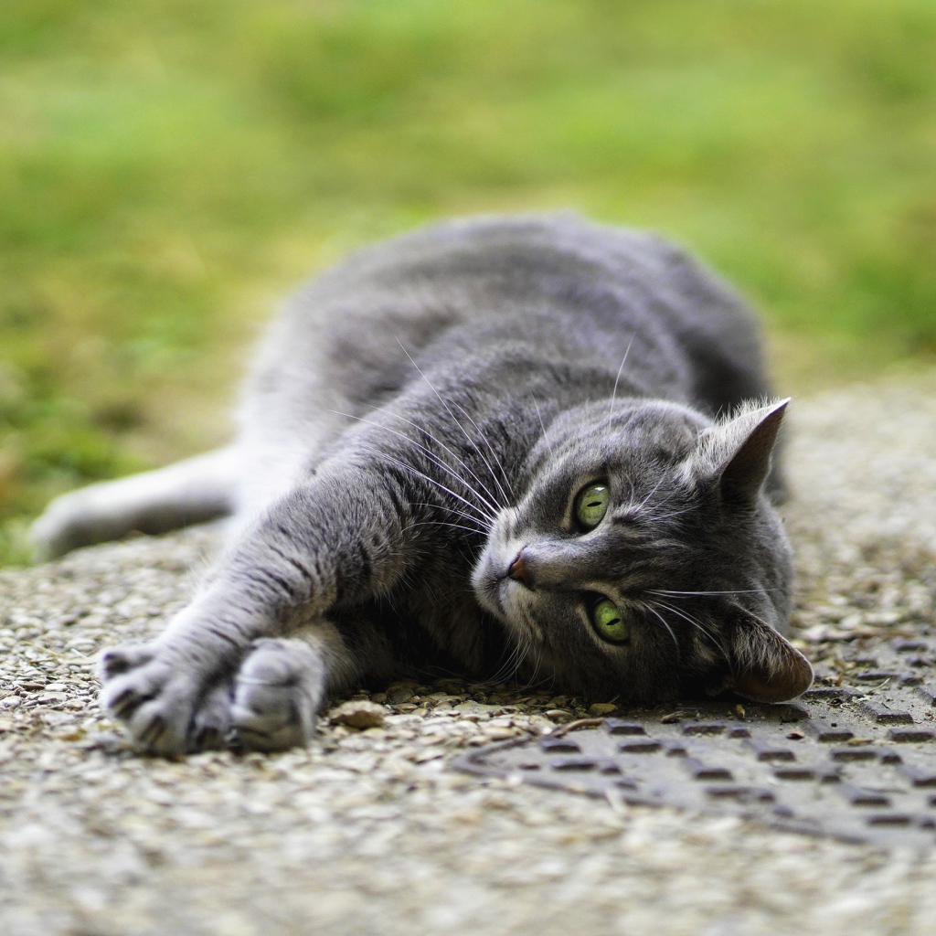 Серый кот лежит на асфальте