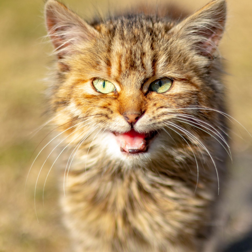 Серый кот мяукает 