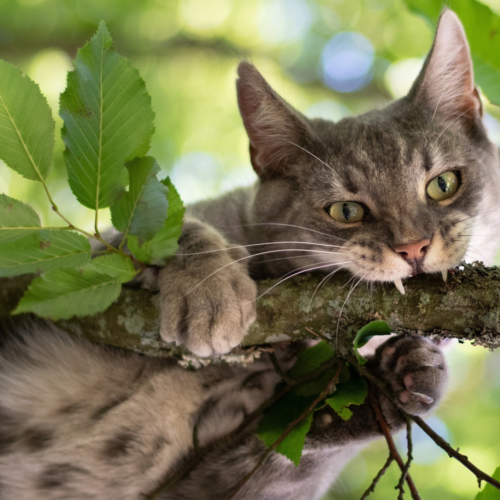 Серый кот грызет ветку 