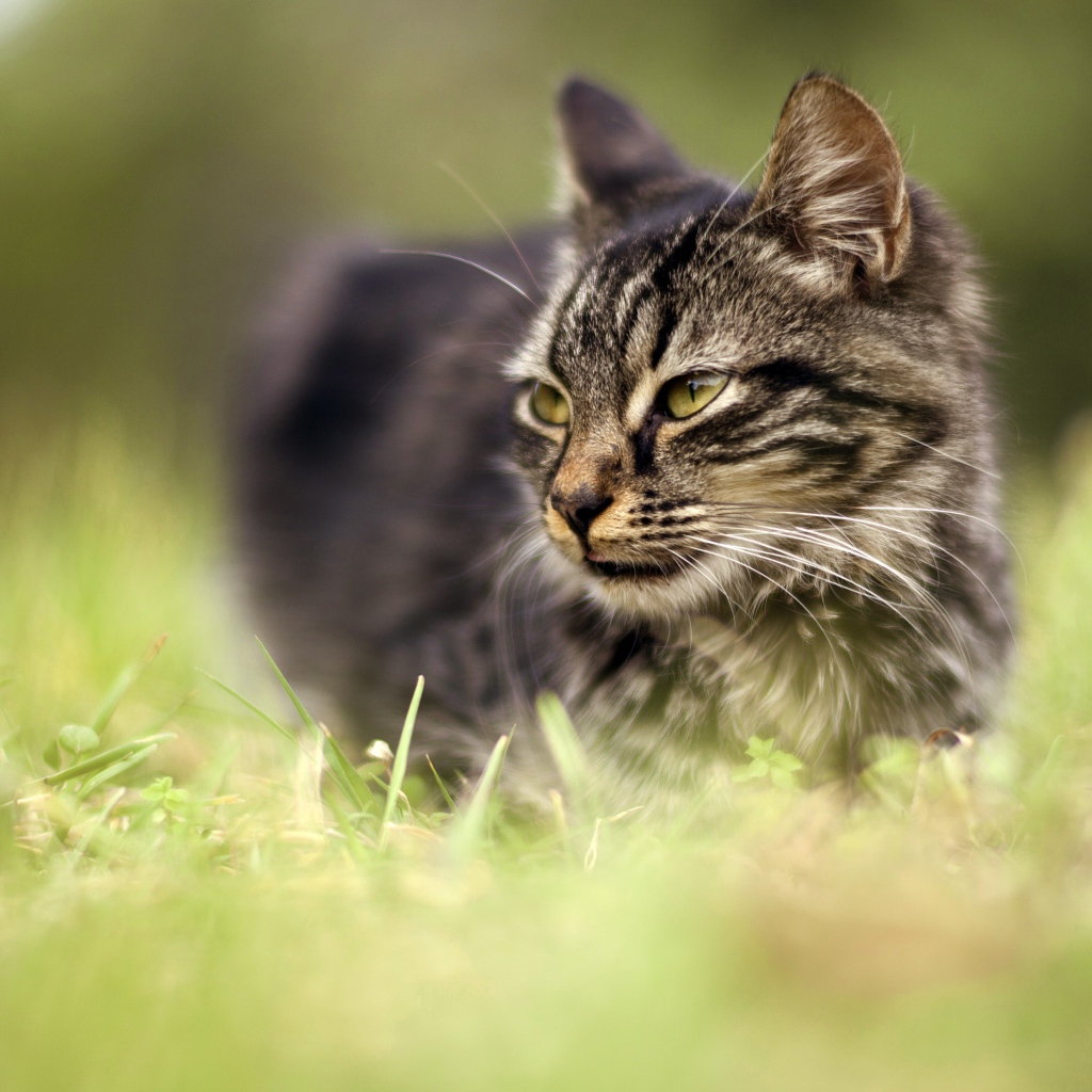 Серый кот идет по зеленой траве 