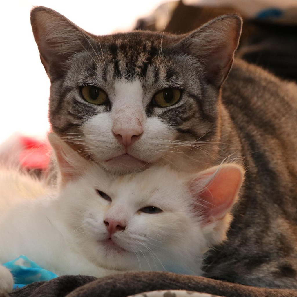 Серая кошка с белым котенком 