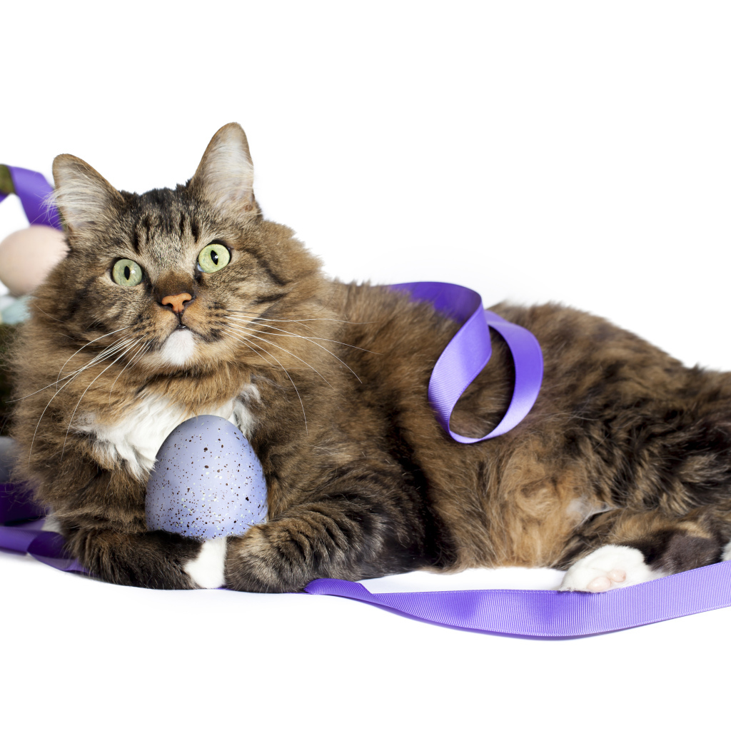 Серый пушистый кот с пасхальными яйцами на белом фоне