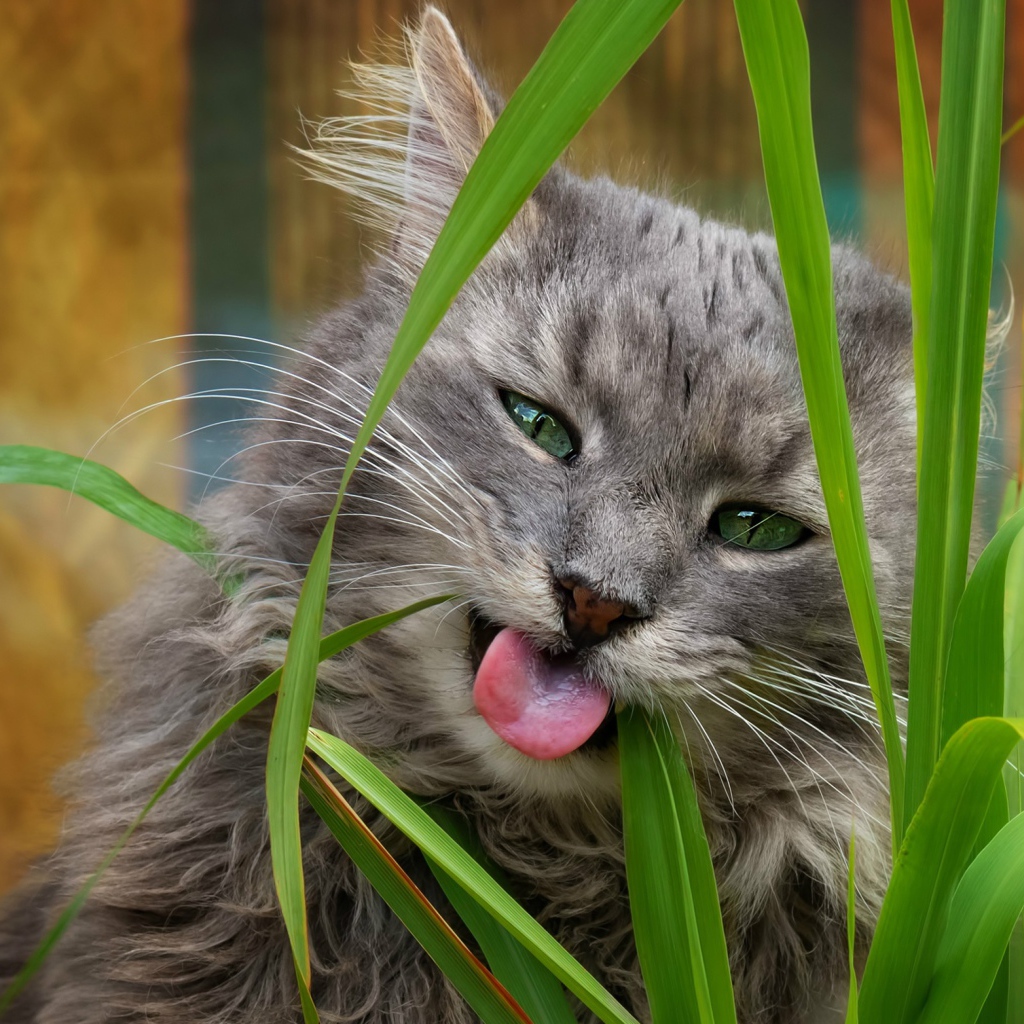 Серый зеленоглазый кот ест траву