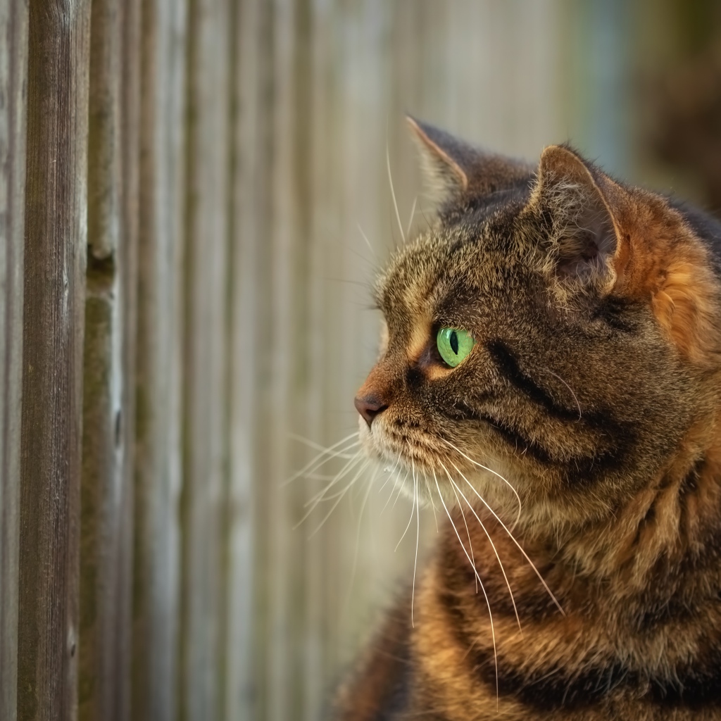 Серый зеленоглазый кот смотрит в забор 