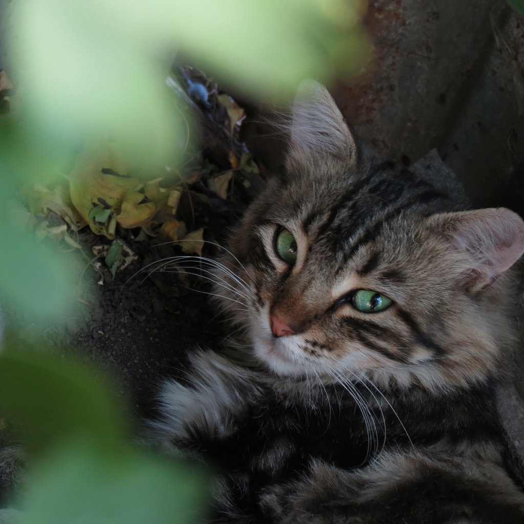 Серый зеленоглазый кот лежит на земле у камня