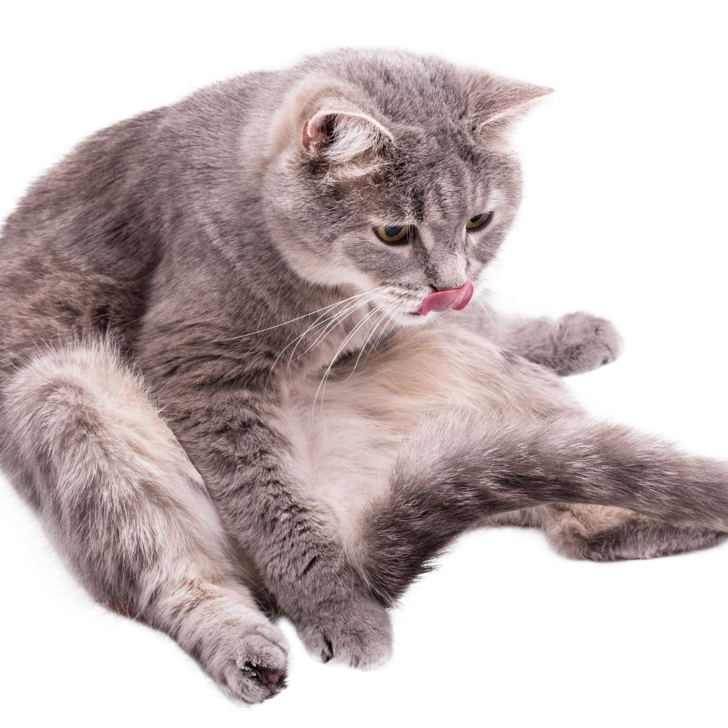 Серый породистый на белом фоне