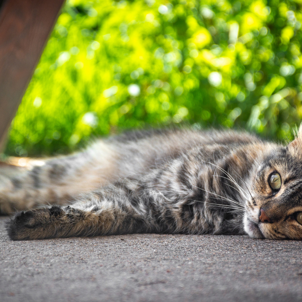 Серый она кот лежит на земле 