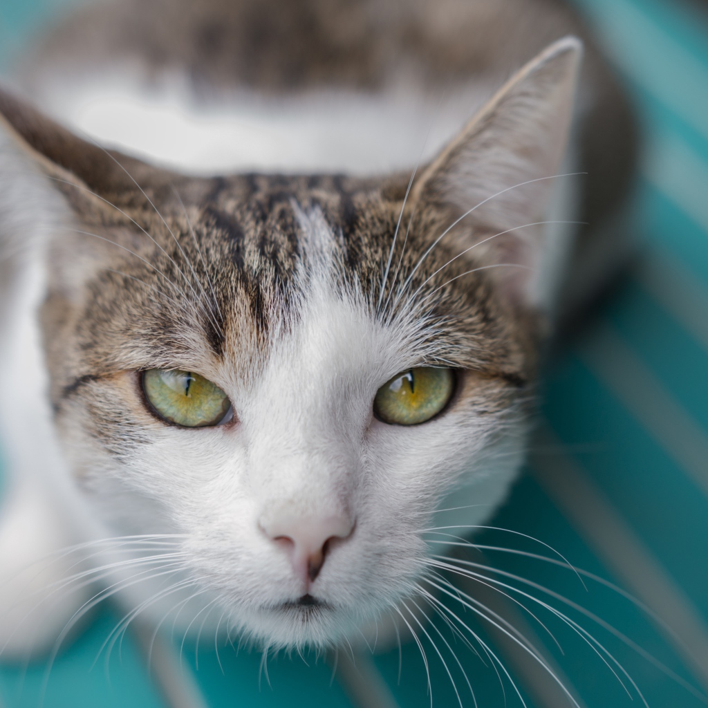 Серый с белым кот морда крупным планом