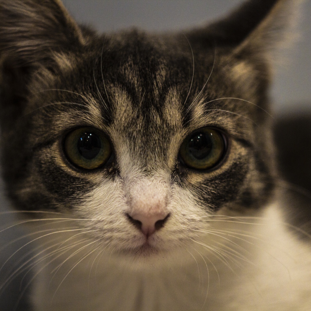 Домашний серый с белым котенок крупным планом