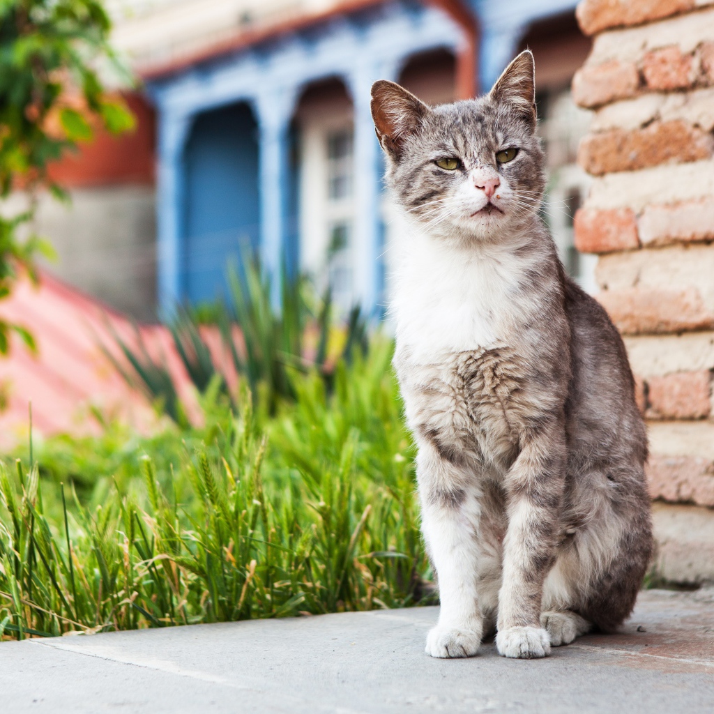 Бездомный серый кот сидит у стены