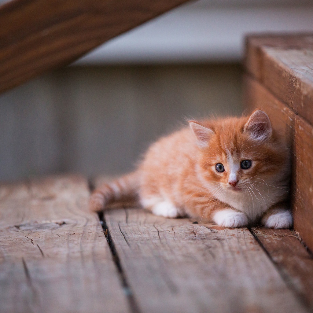 Маленький красивый рыжий котенок на деревянном пороге