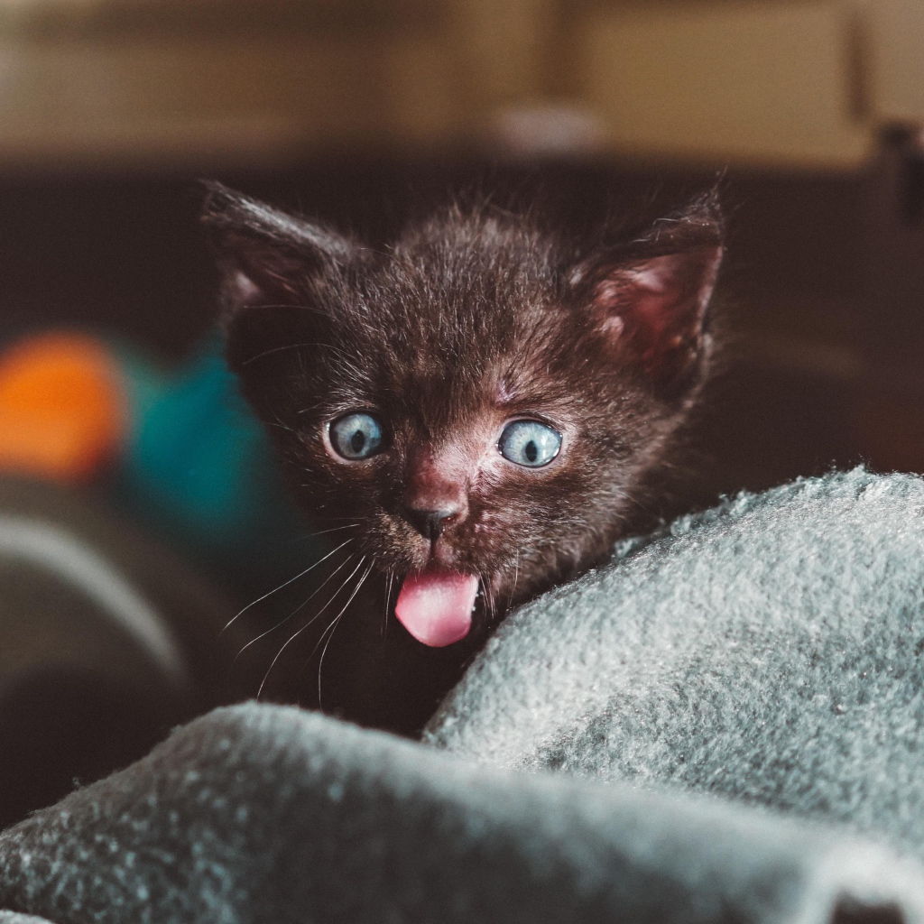 Маленький черный котенок с высунутым языком на кровати