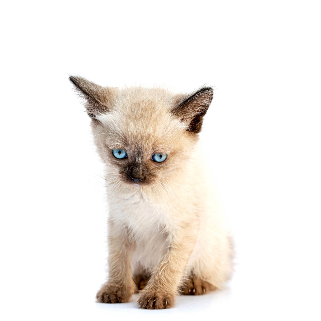 Маленький голубоглазый сиамский котенок на белом фоне