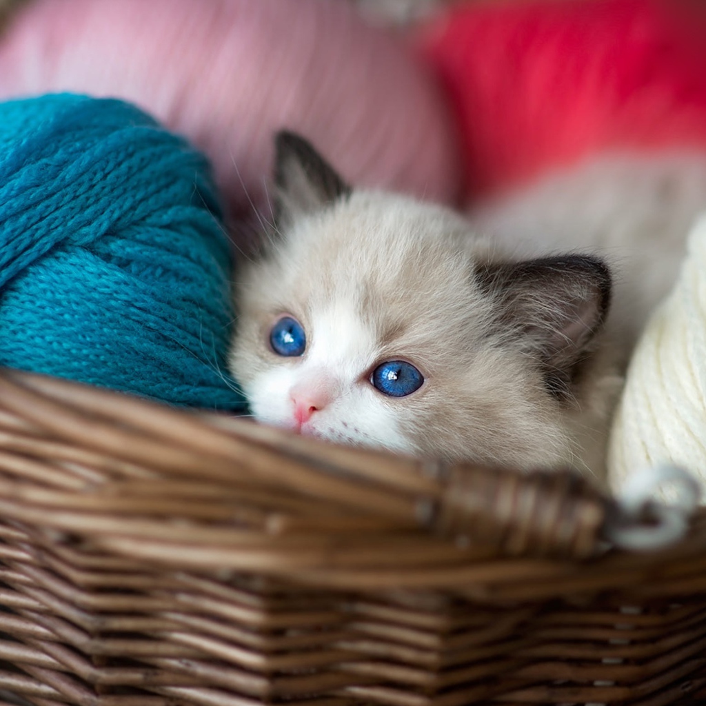 Маленький голубоглазый котенок в корзине с пряжей 