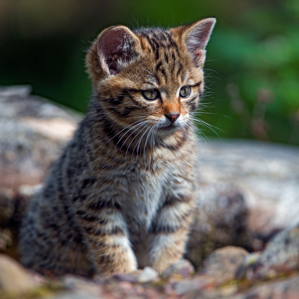 Маленький любопытный серый котенок на сухом дереве