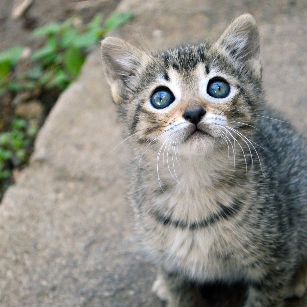 Маленький милый серый котенок смотрит вверх