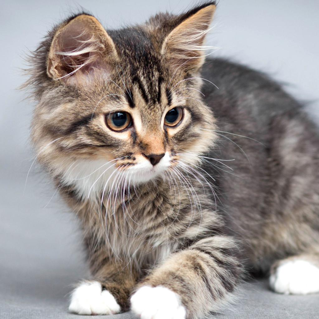 Маленький милый котенок на сером фоне