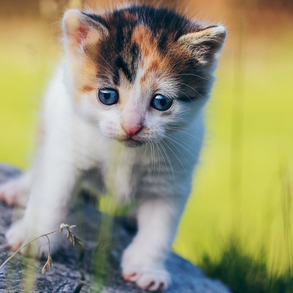 Маленький милый трехцветный котенок на пне