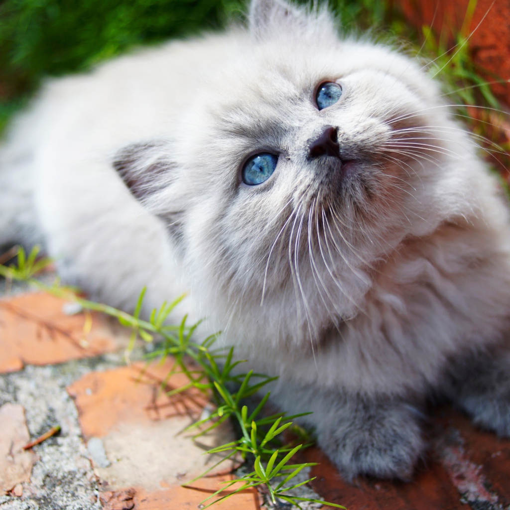 Маленький пушистый котенок с голубыми глазами