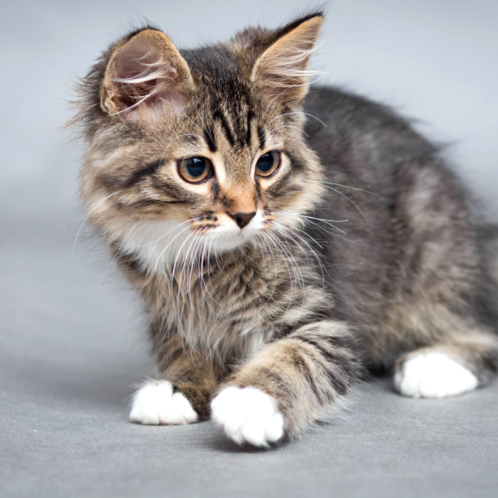 Маленький забавный серый котенок 