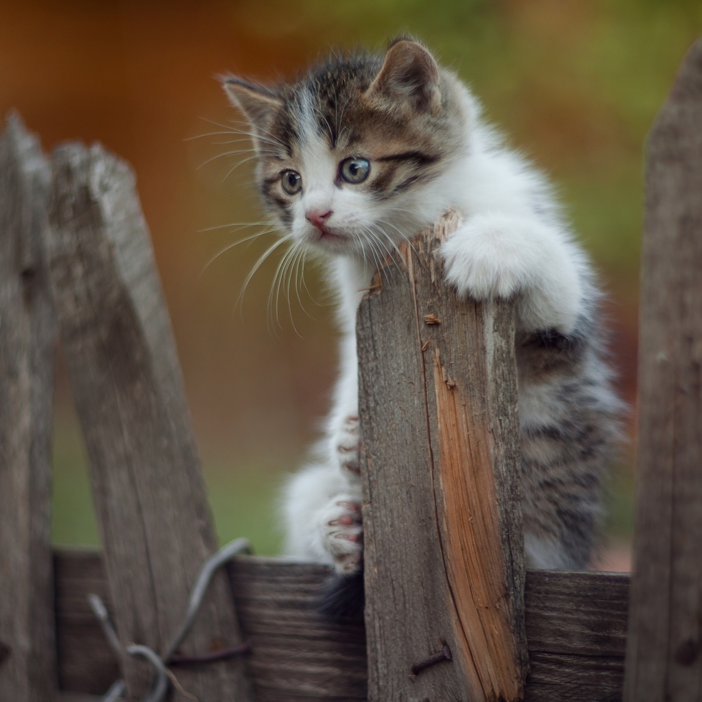 Маленький  забавный котенок на заборе 