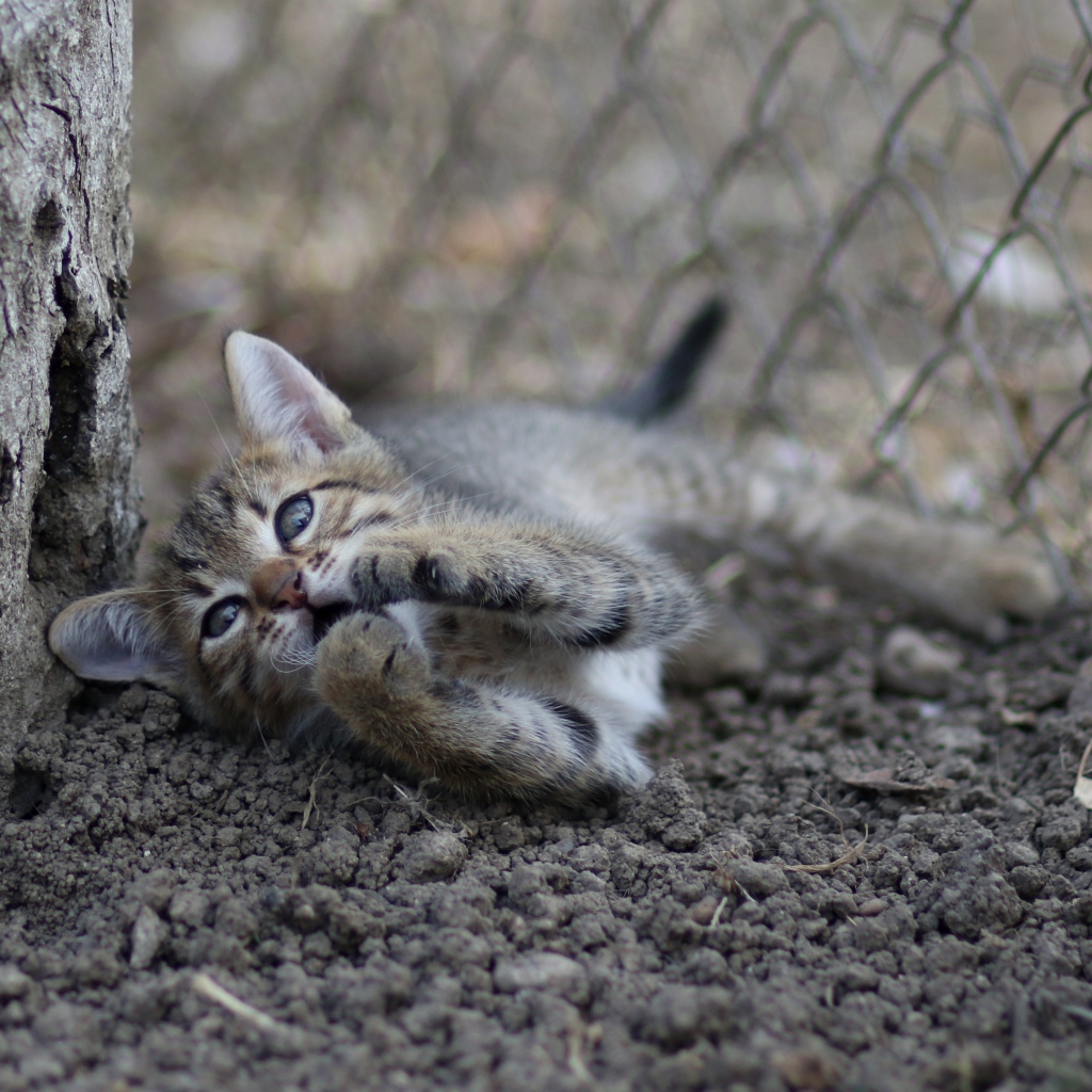 Маленький серый котенок играет у дерева на земле 
