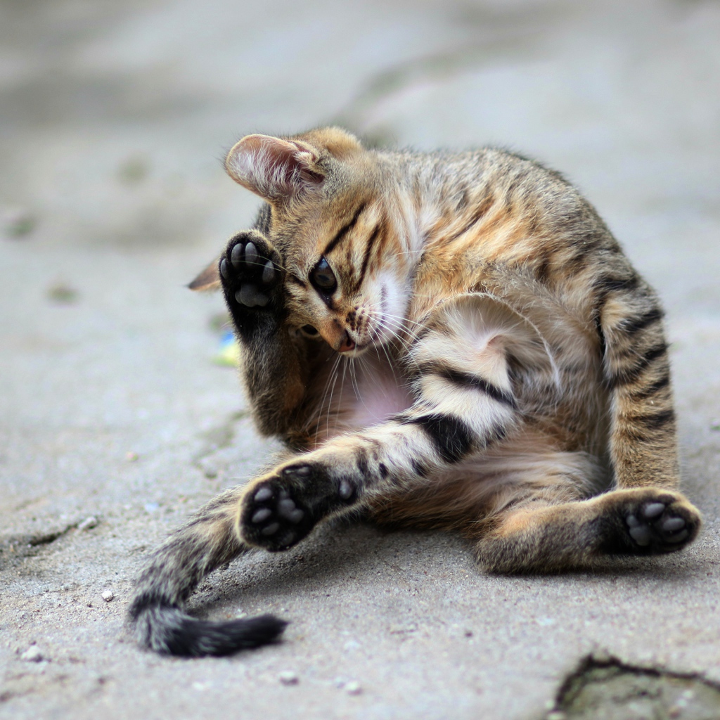 Маленький серый котенок играет на асфальте