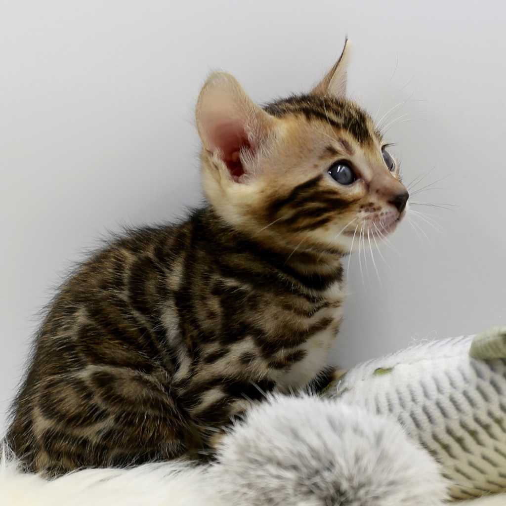 Маленький серый котенок играет с игрушкой 