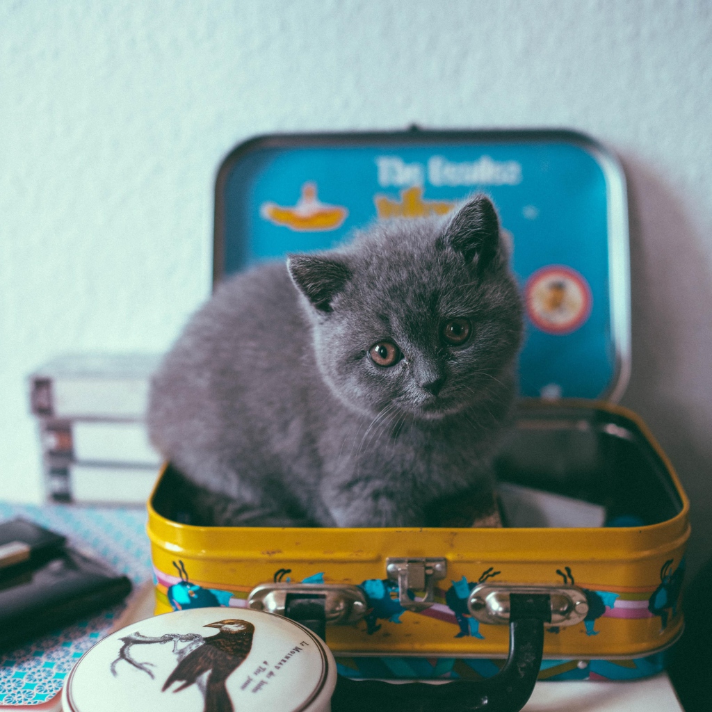 Маленький серый котенок сидит в чемодане