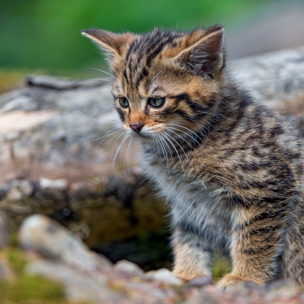 Маленький серый котенок сидит на сухом дереве