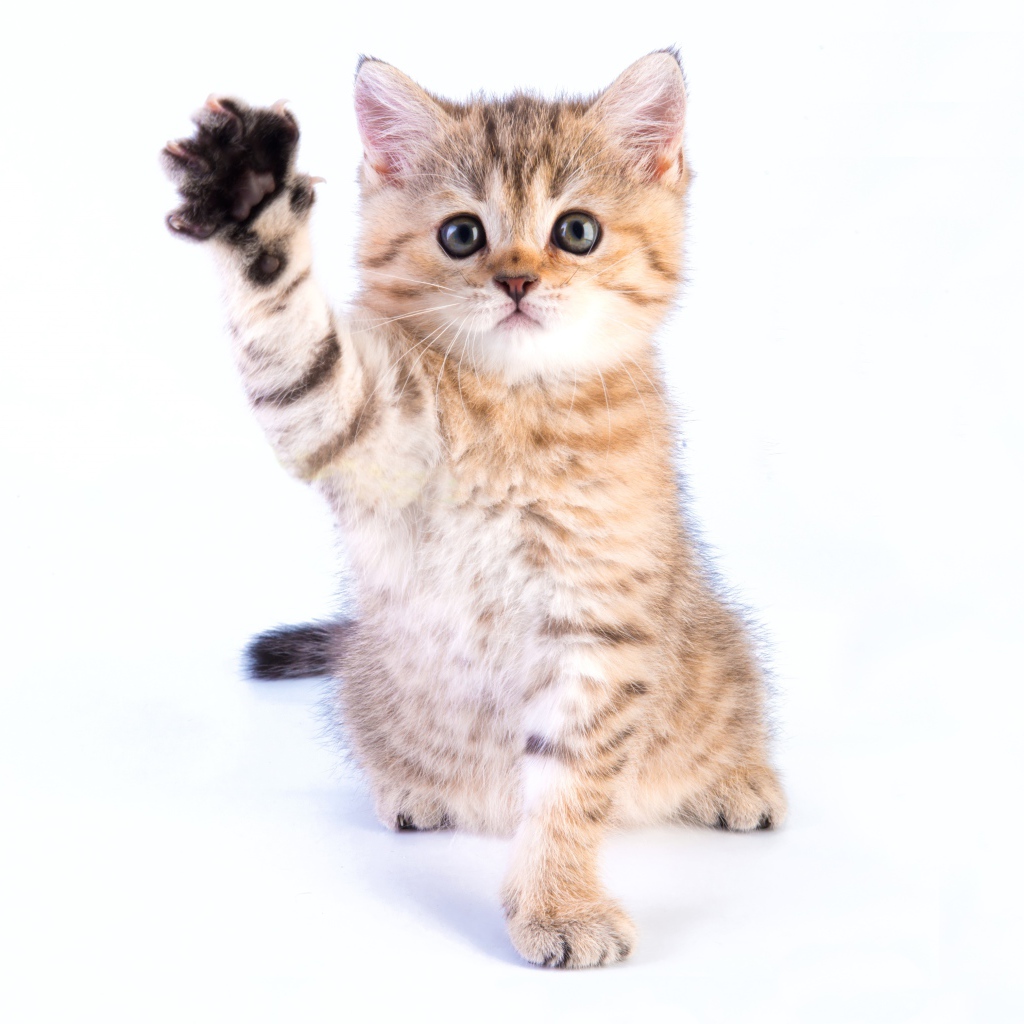 Маленький котенок с поднятой лапой на белом фоне