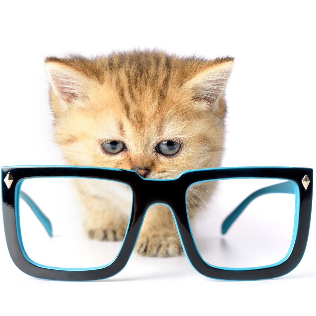 Маленький котенок с очками на белом фоне