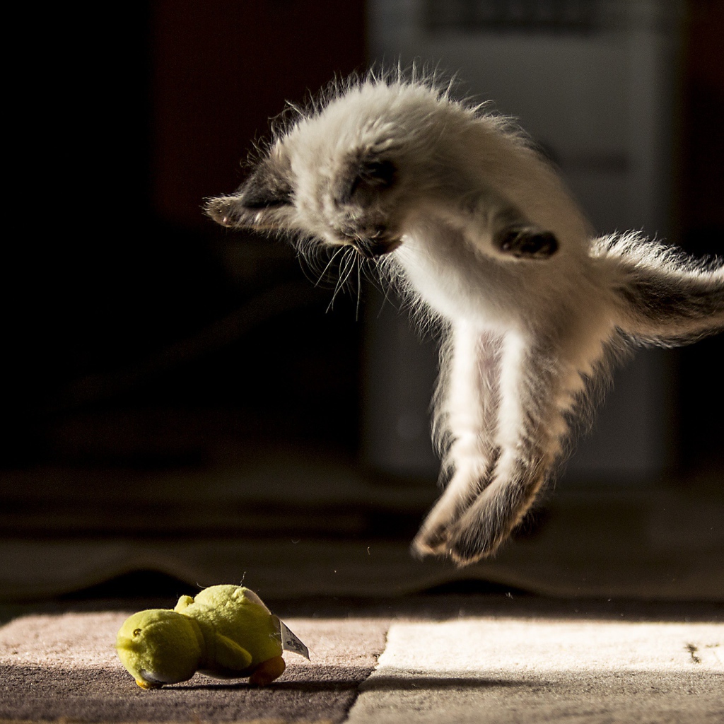 Маленький породистый котенок нападает на игрушку
