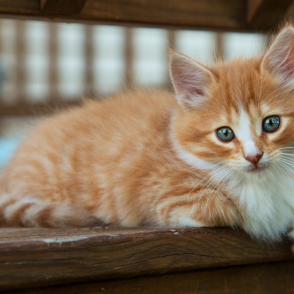 Маленький рыжий котенок с голубыми глазами лежит на лавке