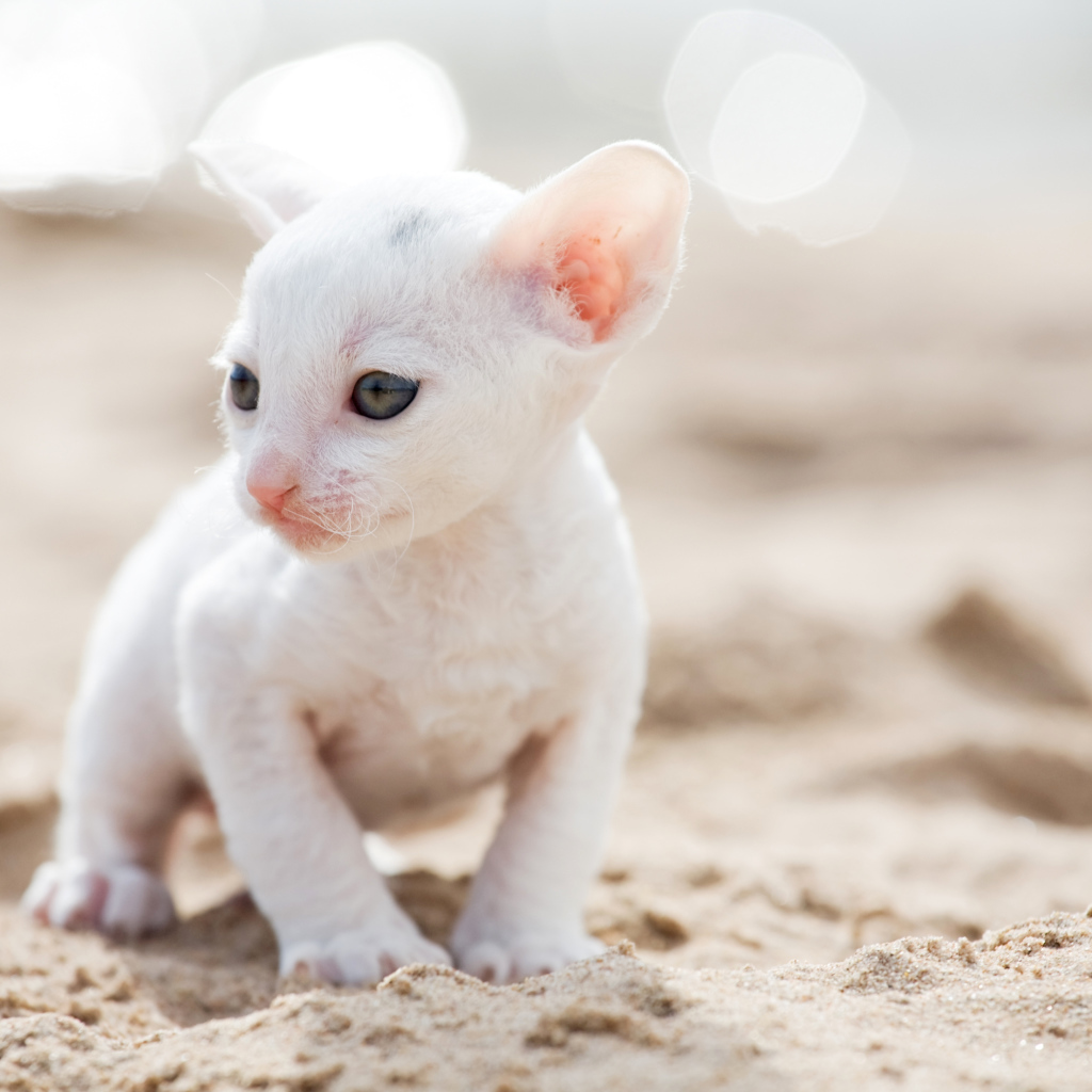 Маленький белый котенок Корниш-рекс на песке