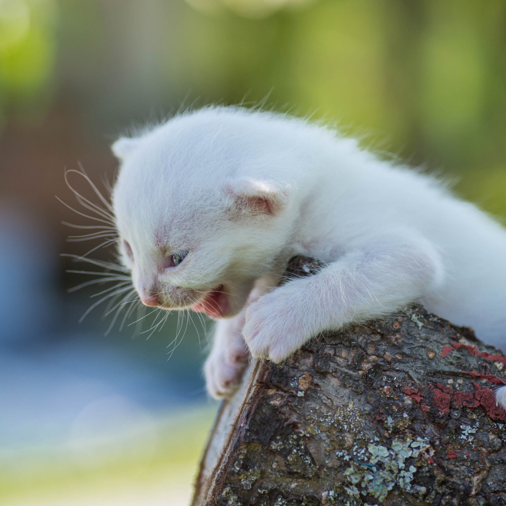Маленький белый котенок кричит на дереве