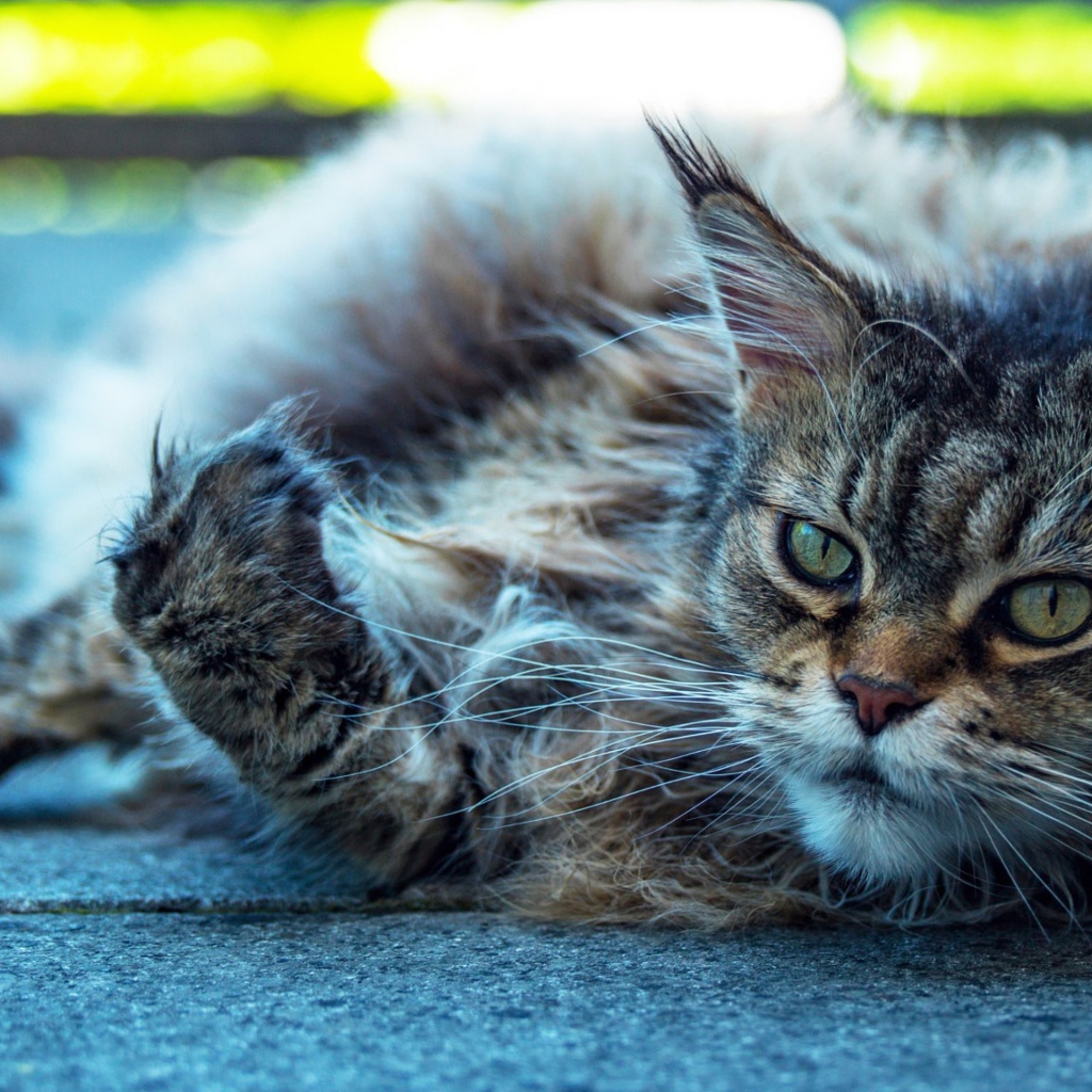 Старый серый кот породы мейн кун 