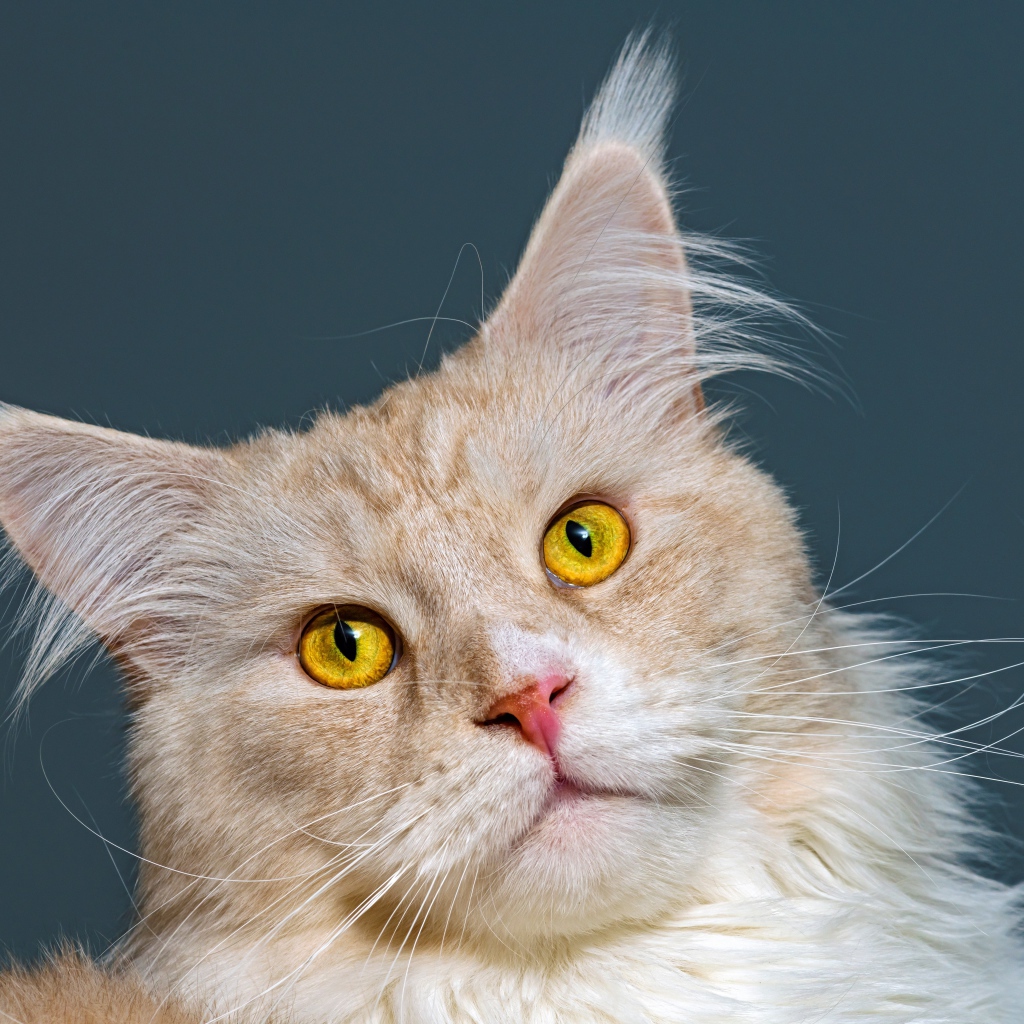 Морда рыжего кота породы мейн кун 