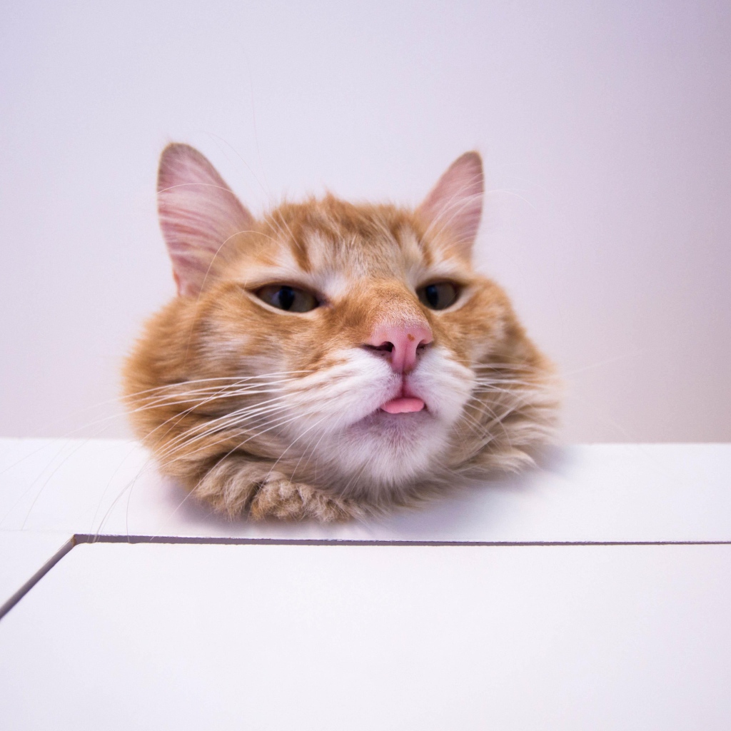 Морда довольного рыжего кота на белом столе