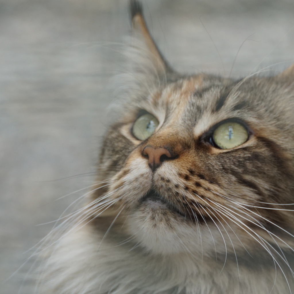 Морда красивого серого кота породы мейн кун