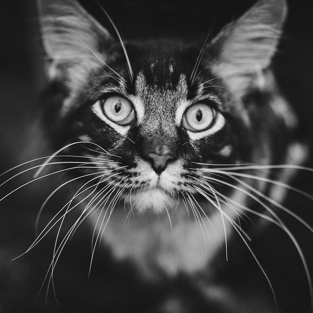 Морда серого кота породы мейн кун крупным планом