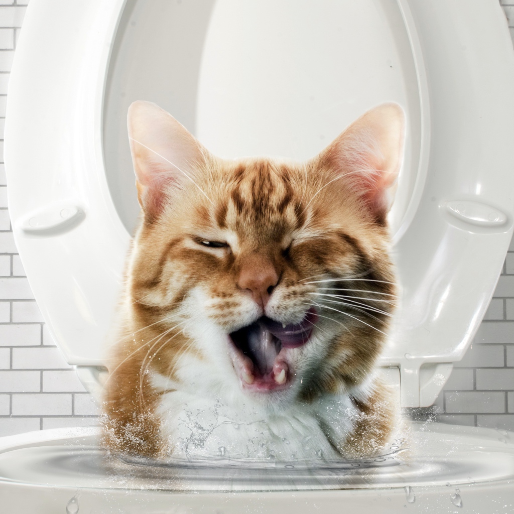 Морда рыжего кота выглядывает с унитаза