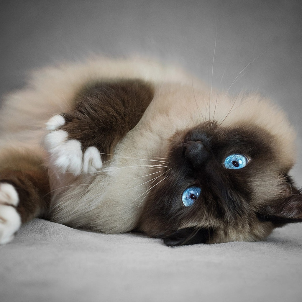 Pedigree fluffy blue-eyed Siamese cat